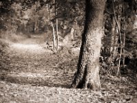 Waldweg  Pentax LX, SMC Pentax-FA1.8/77 Limited; Adox CHS100 II  - 29.10.2020 - : Waldweg, Baum, homepage