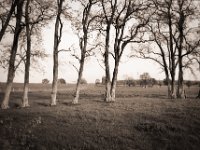 Meine Baumgruppe  Pentax LX, SMC Pentax-FA 1.8/31 AL Limited; Adox CHS100 II  - 29.10.2020 - : Bäume, Wildgänse, homepage