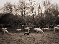 Schwarzes Schaf auf Abwegen  Pentax LX, SMC Pentax-FA 1.8/31 AL Limited; Adox CHS100 II  - 29.10.2020 - : Bäume, homepage, Schafe, Rheindeich