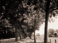 Unter Alleebäumen  Fuji GS645S professional,  Rollei RPX100@64 : Landschaft, Bäume, homepage, Allee, Straße, Licht und Schatten