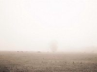 Reiher und Kühe  Fuji GS645S professional,  Fuji Acros 100II  - 30.08.2020 -