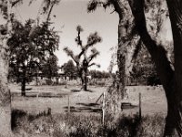 Neue Baumfrisur  Pentax Super A, SMC Pentax-FA 1.9/43 Limited, Gelbfilter, Adox CHS 100II@64  - 02.06.2021 -