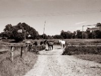 Gefährten auf meinem Weg  Pentax Super A, SMC Pentax-FA 1.9/43 Limited, Gelbfilter, Adox CHS 100II@64  - 02.06.2021 -