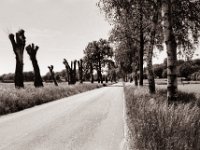 Beschneidung bis zum Ende  Pentax Super A, SMC Pentax-FA 1.9/43 Limited, Gelbfilter, Adox CHS 100II@64  - 02.06.2021 -