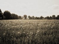 Sonnenblumen im Feld  Fuji GS645S professional WIDE60, Fuji Acros 100II  - 02.09.2021 -
