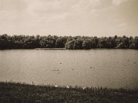 Schwäne am Seeufer  Fuji GS645S professional WIDE60, Fuji Acros 100II  - 02.09.2021 -