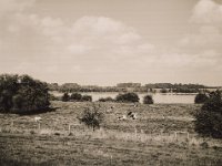 Weide am Rhein  Fuji GS645S professional WIDE60, Fuji Acros 100II  - 02.09.2021 -