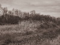 Schöne Gräser  Pentax K-1, SMC Pentax-FA 1.9/43 Limited  - 03.01.2021 - : Landschaft, Bäume, Schotterweg, Sträucher, Schilf, Holunder