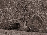 Hallo schwarzes Schaf  Pentax K-1, SMC Pentax-FA 1.9/43 Limited  - 03.01.2021 -