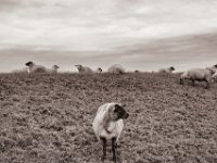 Deichschafe  Pentax K-1, SMC Pentax-FA 1.9/43 Limited  - 03.01.2021 -