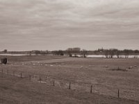 Rheinwiesen  Pentax K-1, SMC Pentax-FA 1.9/43 Limited  - 03.01.2021 -