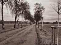 Birkenallee  Pentax K-1, SMC Pentax-FA 1.9/43 Limited  - 03.01.2021 - : homepage, Allee, Birke, Straße, Bäume
