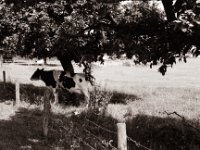 Schattenplatz  Pentax MZ-S, SMC FA  1.9/43 Limited, Adox CHS100II  - 03.07.2021 -