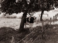 Bis zum nächsten Mal  Pentax MZ-S, SMC FA  1.9/43 Limited, Adox CHS100II  - 03.07.2021 -