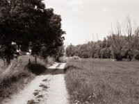 Feldweg und vertrocknete  Bäume  Pentax MZ-S, SMC FA  1.9/43 Limited, Adox CHS100II