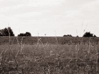 Storchennest hinterm Deich  Pentax MZ-S, SMC FA  1.9/43 Limited, Adox CHS100II  - 03.07.2021 -