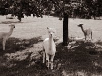 Alpaka  Pentax MZ-S, SMC FA  1.9/43 Limited, Adox CHS100II