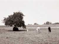 Paar  Pentax MZ-S, SMC FA  1.9/43 Limited, Adox CHS100II  - 03.07.2021 -