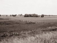 Die Krähe auf dem Holzstoß  Pentax MZ-S, SMC FA  1.9/43 Limited, Adox CHS100II  - 03.07.2021 -