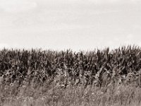 Blühstreifen  Pentax MZ-S, SMC FA  1.8/77 Limited, Bergger Pancro400@200  - 04.08.2021 -