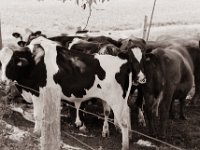 Nasenringe sind kein Schmuck  Pentax MZ-S, SMC FA  1.8/77 Limited, Bergger Pancro400@200  - 04.08.2021 -