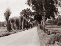 Allee  Pentax MZ-S, SMC FA  1.8/77 Limited, Bergger Pancro400@200  - 04.08.2021 -