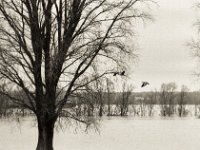 Gänseflug ....  Pentax LX, SMC FA  1.8/77 Limited, Bergger Pancro400  - 04.02.2021 -