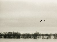 ..... über dem Hochwasser  Pentax LX, SMC FA  1.8/77 Limited, Bergger Pancro400  - 04.02.2021 -