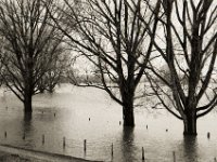 Der Rhein schluckt auch Bäume  Pentax LX, SMC FA  1.8/77 Limited, Bergger Pancro400  - 04.02.2021 -