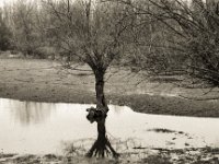 Die Weiden bekommen nasse Füsse  Pentax LX, SMC FA  1.8/77 Limited, Bergger Pancro400  - 04.02.2021 -