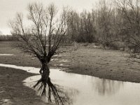 Weidenspiegel  Pentax LX, SMC FA  1.8/77 Limited, Bergger Pancro400  - 04.02.2021 -