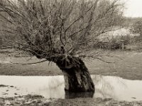 Alte Weide  Pentax LX, SMC FA  1.8/77 Limited, Bergger Pancro400  - 04.02.2021 -