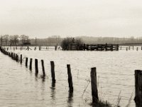 Weideland  Pentax LX, SMC FA  1.8/77 Limited, Adox CHS100II  - 04.02.2021 -