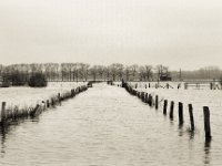 "Wasserstraße" auf der Bislicher Insel  Pentax LX, SMC FA  1.8/77 Limited, Adox CHS100II  - 04.02.2021 -