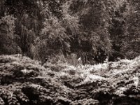 Der Reiher im Park  Pentax 645N, SMC FA 2.8/150, Bergger Pancro400  - 04.09.2021 -