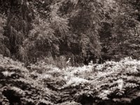 Achtung ....  Pentax 645N, SMC FA 2.8/150, Bergger Pancro400  - 04.09.2021 -