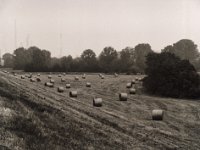 Heuballen hinterm Deich  Pentax 645N, SMC FA 2.8/150, Bergger Pancro400  - 04.09.2021 -