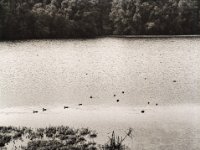 Blesshühnchen auf dem See  Pentax 645N, SMC FA 2.8/150, Bergger Pancro400  - 04.09.2021 -