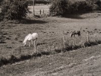 Gute Bekannte  Pentax 645N, SMC FA 2.8/150, Bergger Pancro400  - 04.09.2021 -