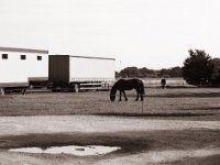Zirkuspferd  Pentax 645N, SMC FA 2.8/150, Fuji Acros 100II  - 08.07.2021 -