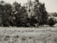Schafherde in der Rheinaue  Pentax 645N, SMC FA 2.8/150, Fuji Acros 100II  - 08.07.2021 -