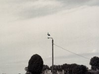 Der Storch auf der Laterne  Pentax 645N, SMC FA 2.8/150, Bergger Pancro400@200  - 08.07.2021 -