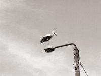 Drehung zur Startposition  Pentax 645N, SMC FA 2.8/150, Bergger Pancro400@200  - 08.07.2021 -