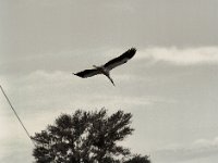 Gleitflug  Pentax 645N, SMC FA 2.8/150, Bergger Pancro400@200  - 08.07.2021 -