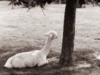Unterm Baum im Schatten  Pentax 645N, SMC FA 2.8/150, Bergger Pancro400@200  - 08.07.2021 -