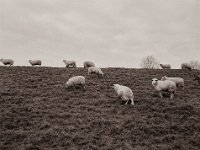 Deichschafe  Pentax 645N, SMC-FA 2.8/75, Fuji Acros 100II  - 10.01.2021 -