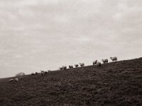 Deichschafe  Pentax 645N, SMC-FA 2.8/45, Bergger Pancro400