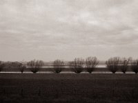 Weiden  Pentax 645N, SMC-FA 2.8/45, Bergger Pancro400