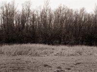 Am kleinen Wäldchen  Pentax 645N, SMC-FA 2.8/45, Bergger Pancro400