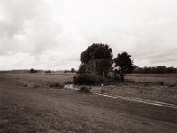 Baumgruppe am Feldweg  Pentax 67II, SMC 4.0/45, Bergger Pancro400  - 09.10.2021 -